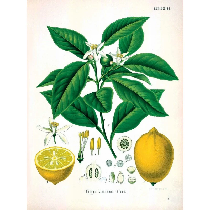 Puzzle 80 Pièces - Citron Kohler 3 Puzzle 80 Pièces - Citron Kohler