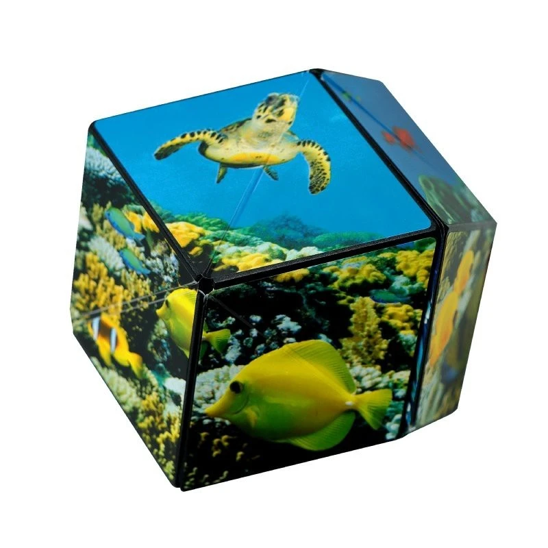 Shashibo Océan 5 Shashibo Océan – Image 3